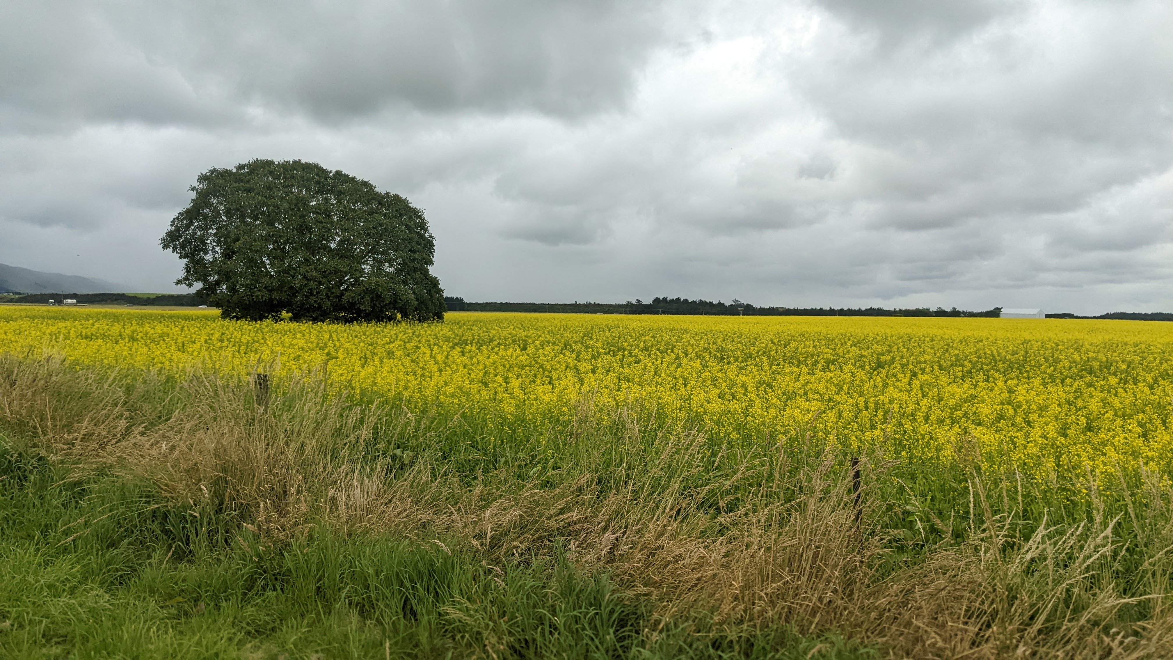 Precision spraying over pasture