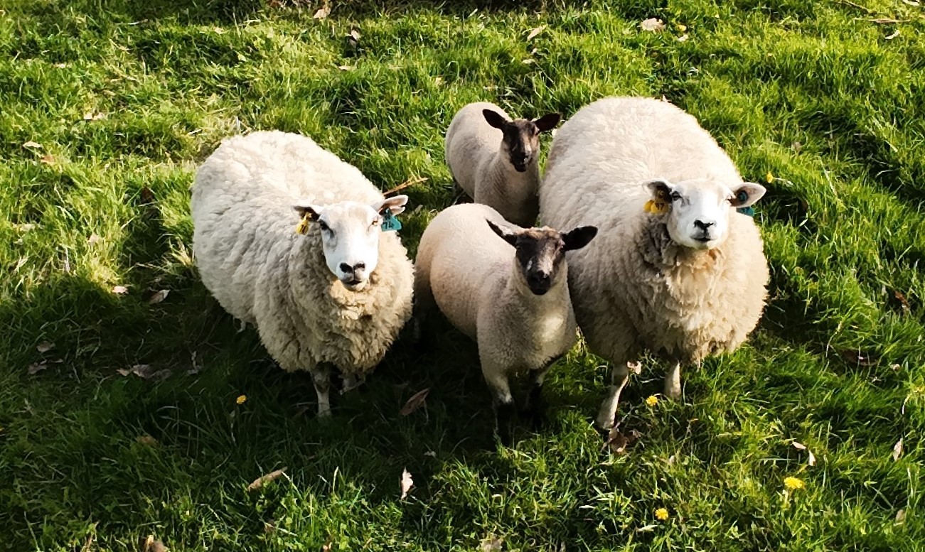 Seed and fertiliser spreading